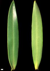 Veronica stenophylla var. hesperia. Leaf surfaces, adaxial (left) and abaxial (right). Scale = 1 mm.
 Image: W.M. Malcolm © Te Papa CC-BY-NC 3.0 NZ